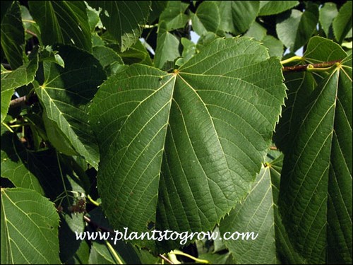 The serrated leaves have a truncated base. My neighbor had a Basswood in their yard and it would sucker from the base.  The leaves on the suckers were 2-3 times the size of the normal leaf.